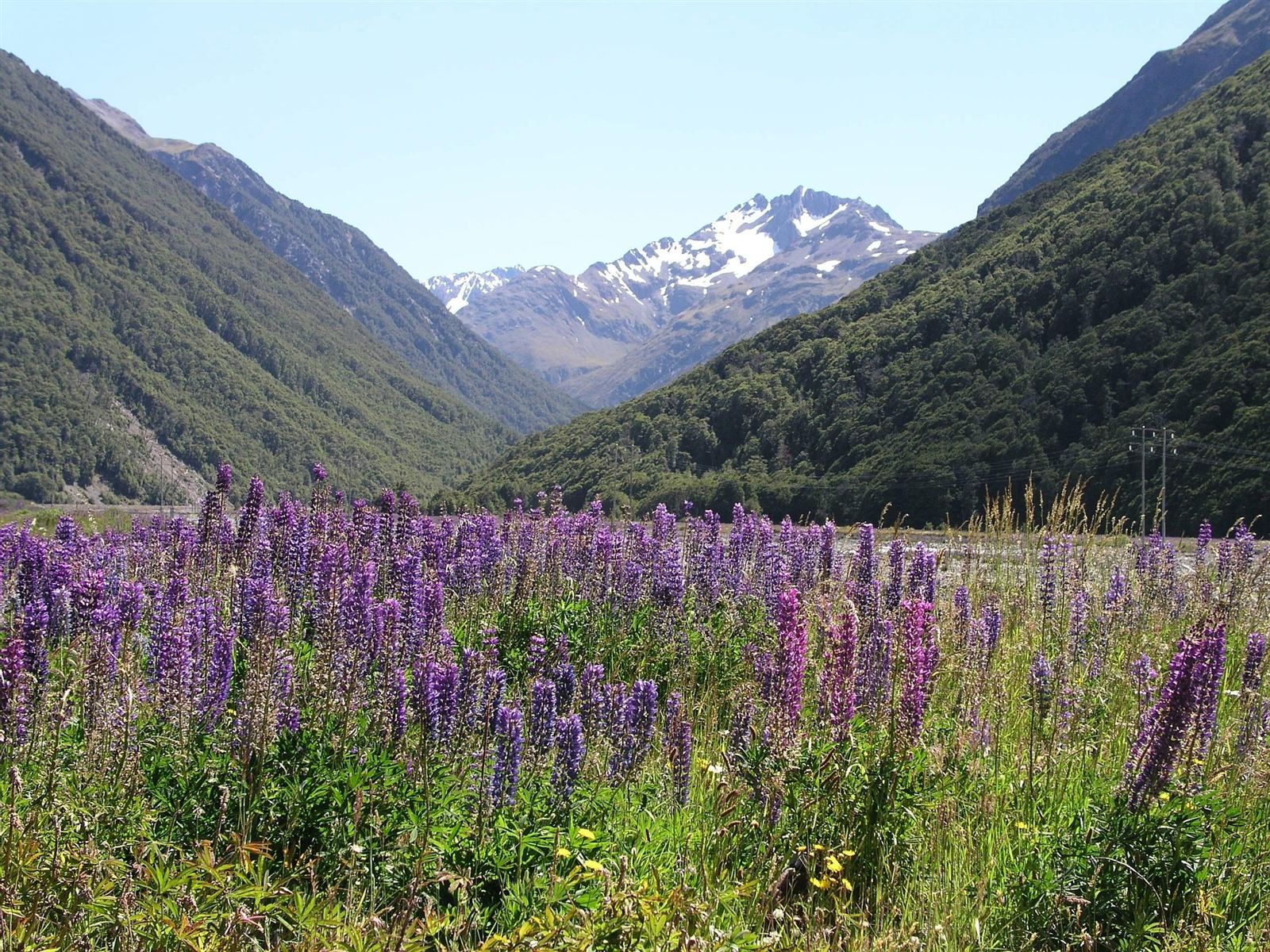 Lupins in bloom over a New Zealand lake